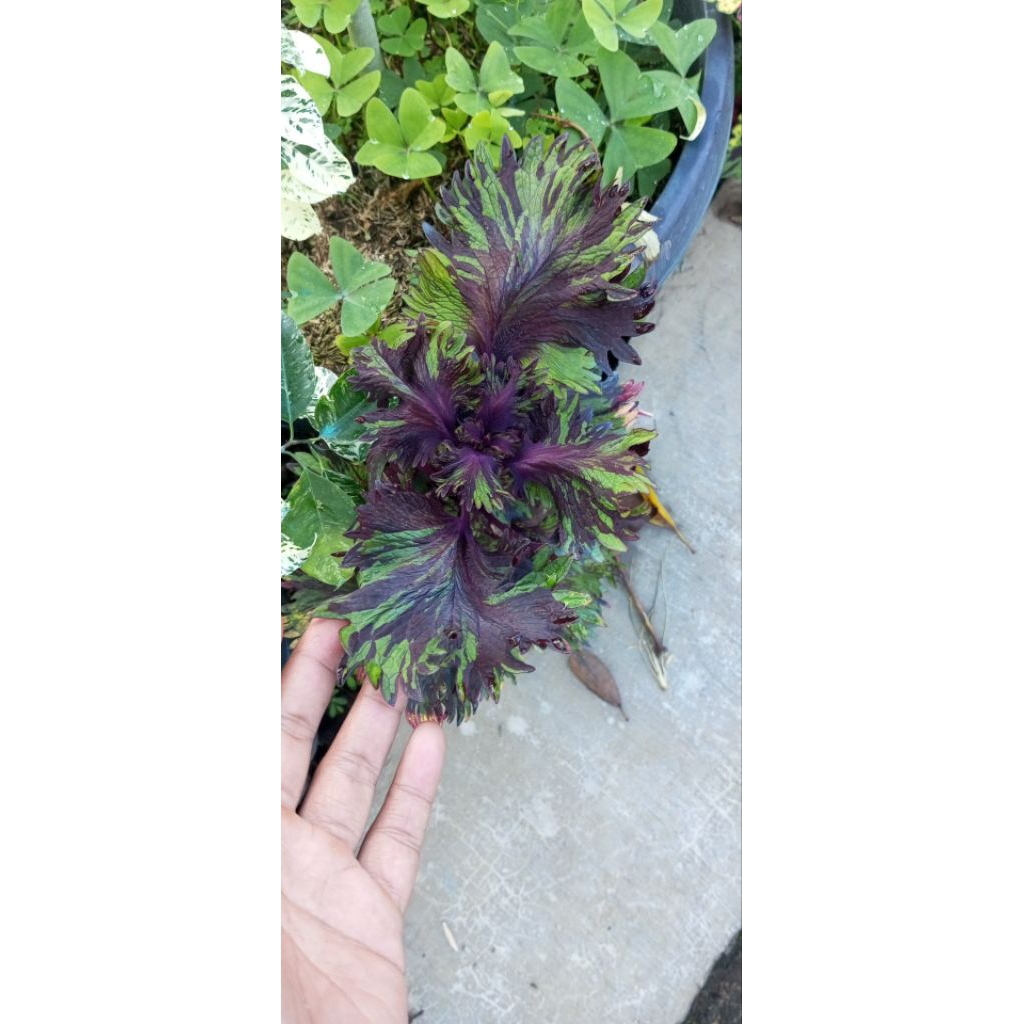 Tanaman Miana atau Coleus (Coleus atropurpureus atau Coleus scutellarioides).