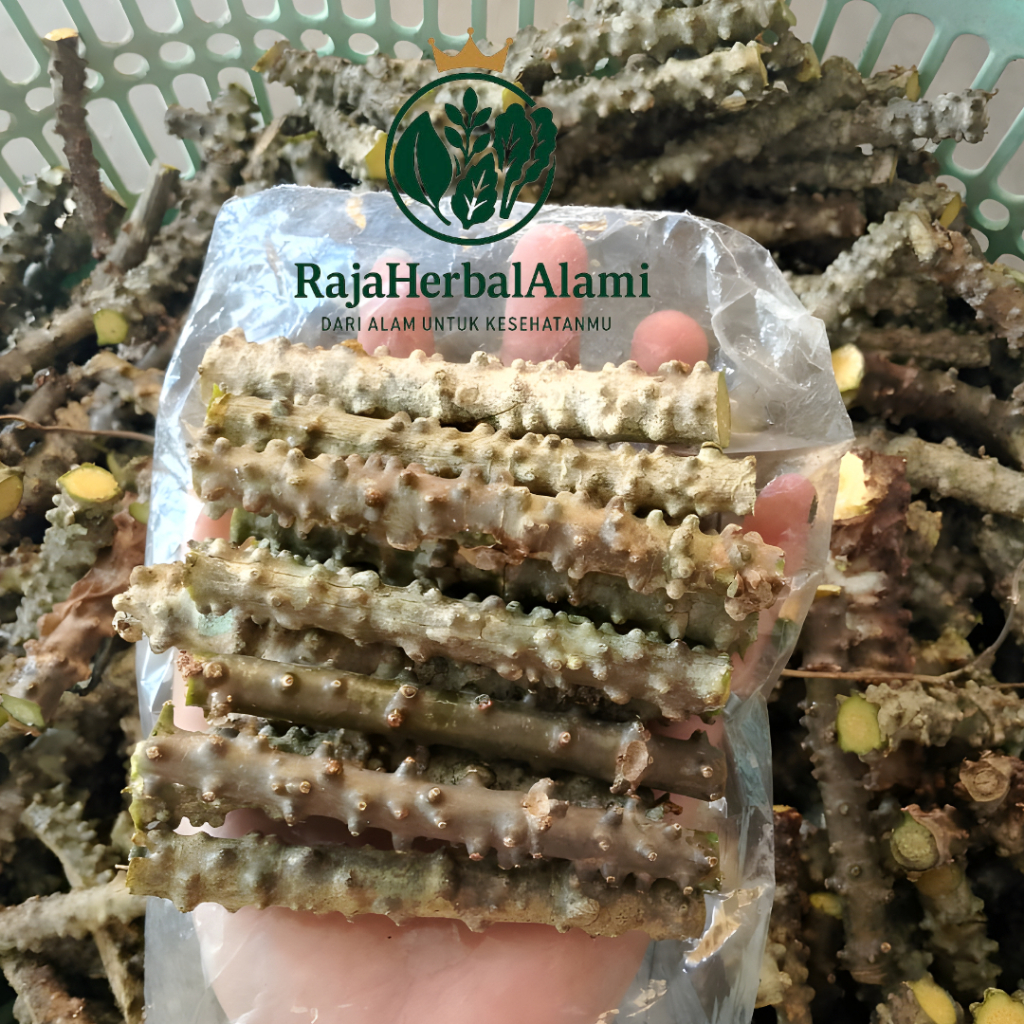 BIBIT BROTOWALI | BATRAWALI SEGAR UNTUK SAPIH ASI SIAP PAKAI