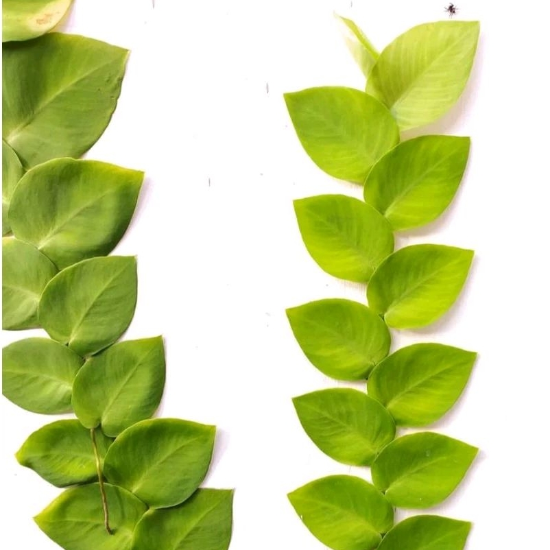 Tanaman hias hidup ficus pumila repens - dolar rambat daun besar