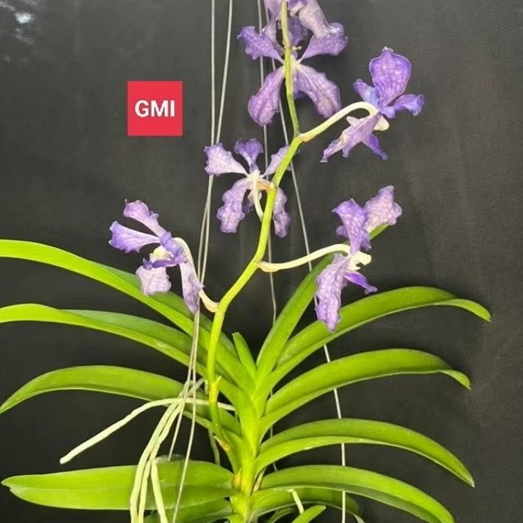 Anggrek Vanda Dewasa ( Violeta Hybrid )