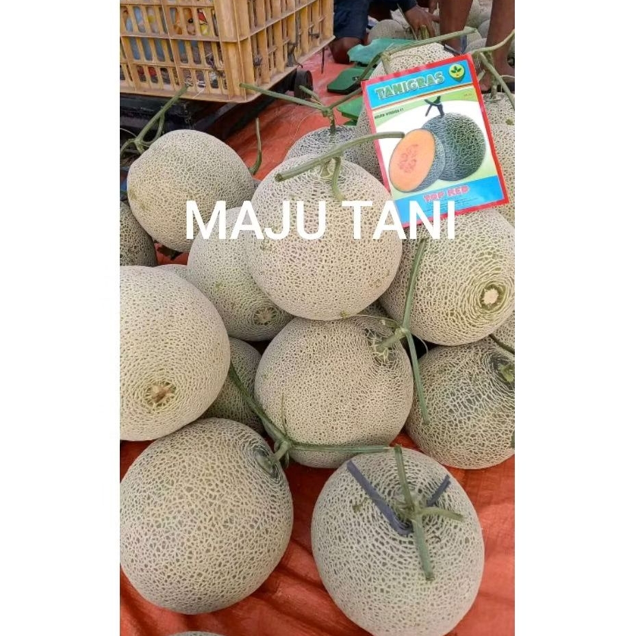Benih Bibit Melon Top Red F1, Tipe jumbo (Rock Melon, Daging Merah, Jumbo dan Tahan Virus) Isi 500 B