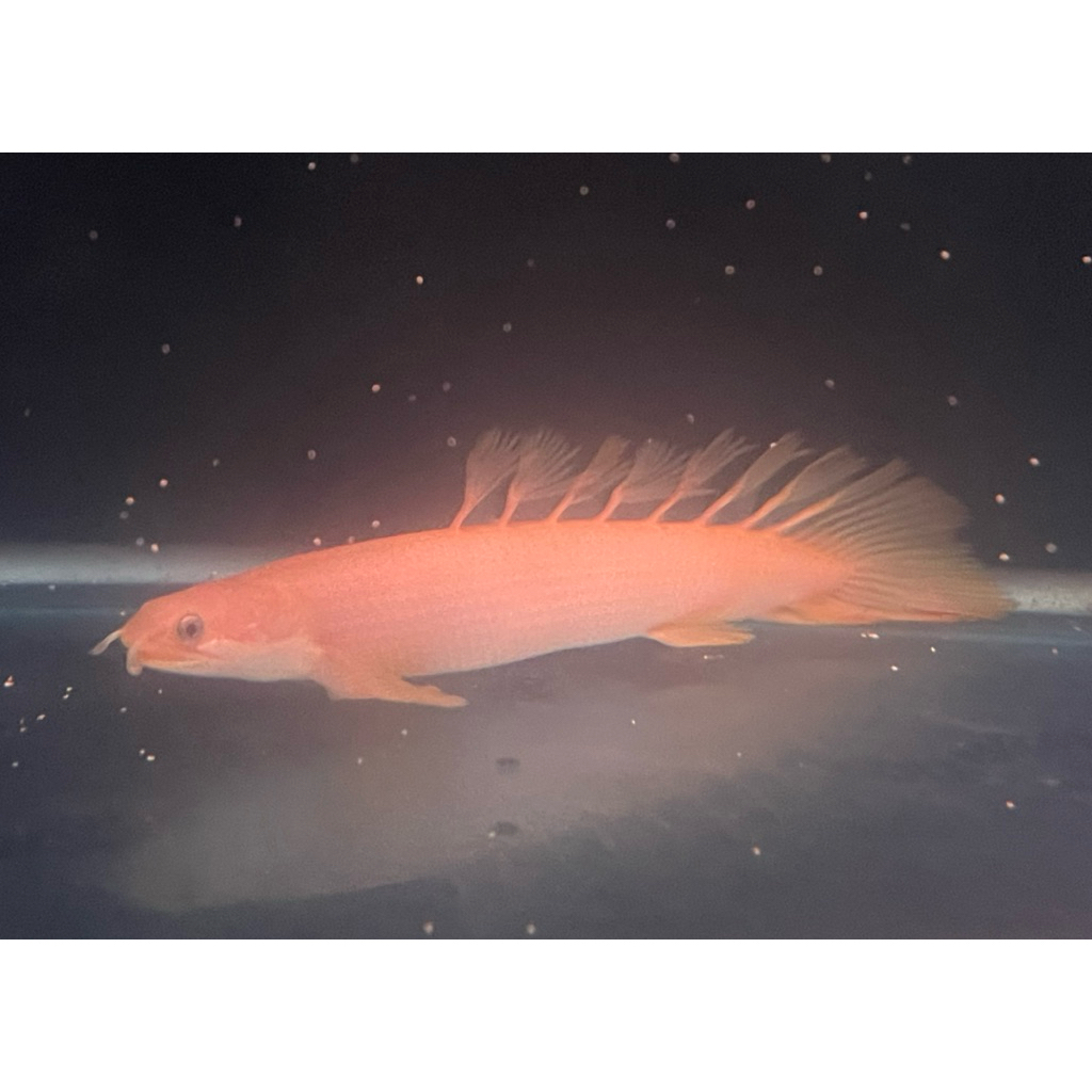 hiasan aquarium ikan palmas snegalus leucistic slayer