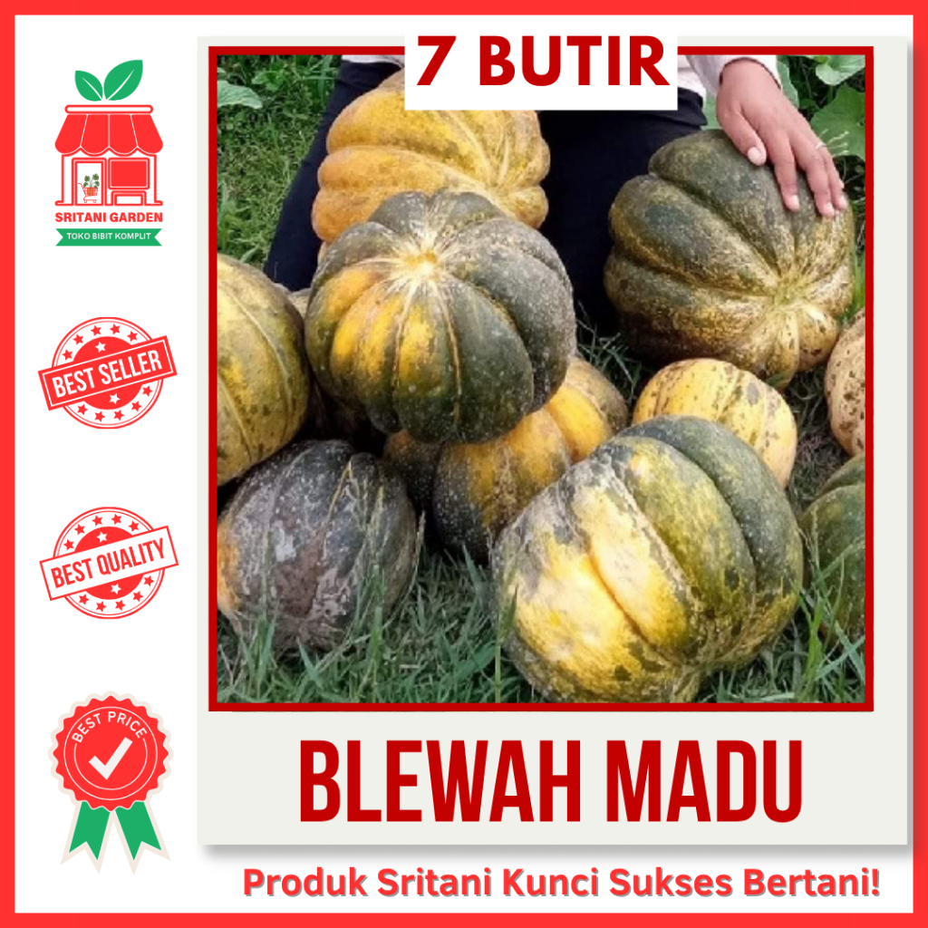 7 BIJI - BENIH BLEWAH MADU HIBRIDA UNGGUL PILIHAN