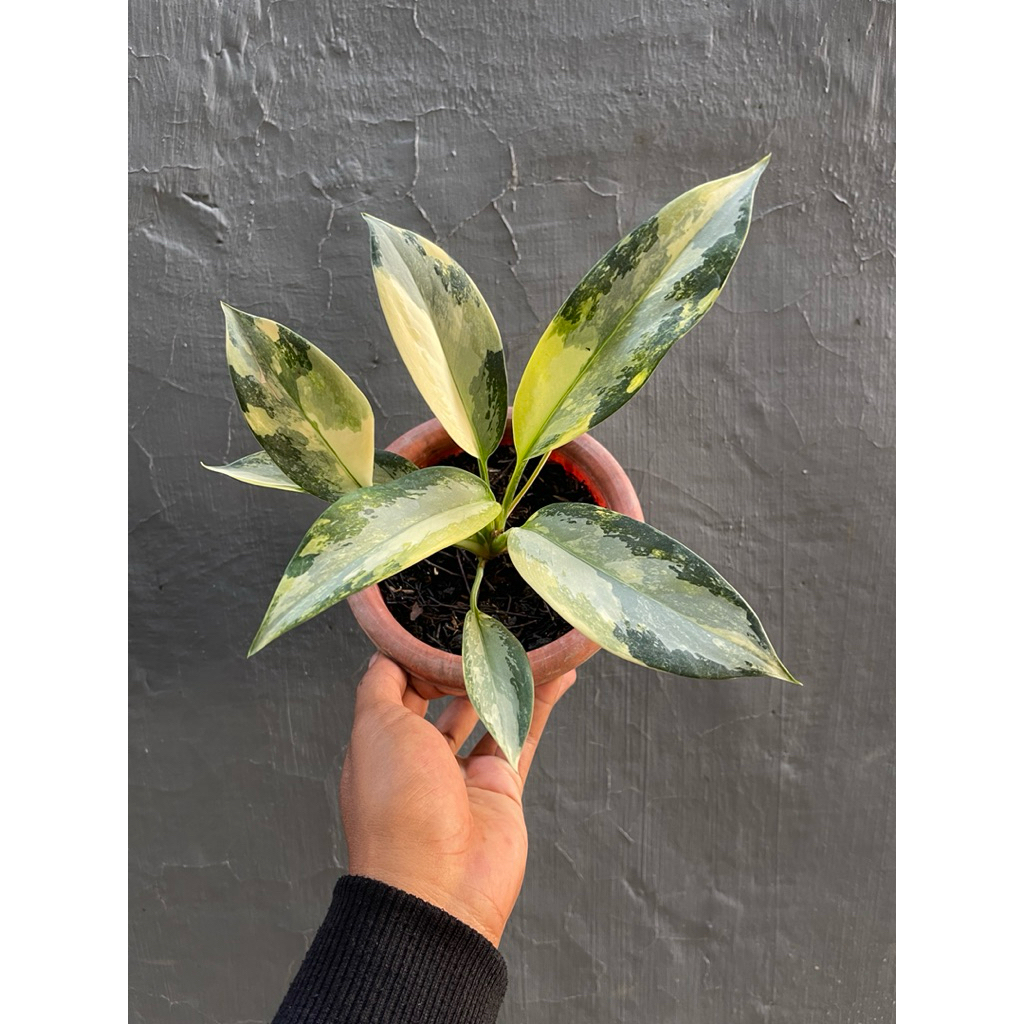 Aglonema Svarnabhumi Varigata