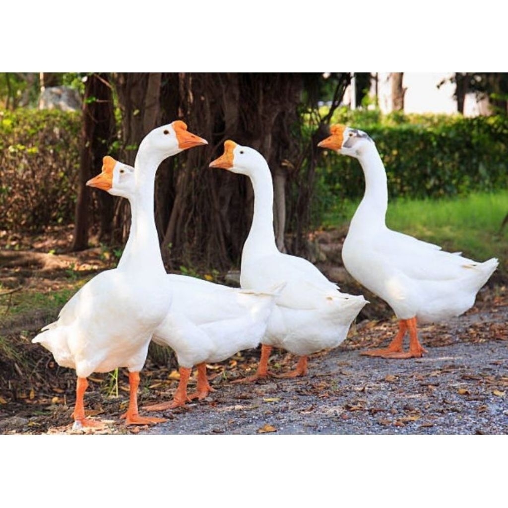 Angsa Dewasa/Soang Cocok untuk Aviary/Peliharaan pilihan super