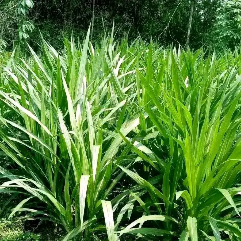 Bibit rumput odot dijual perkilo