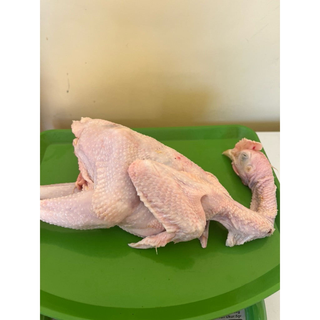 Ayam pejantan fresh ayam potong pejantan