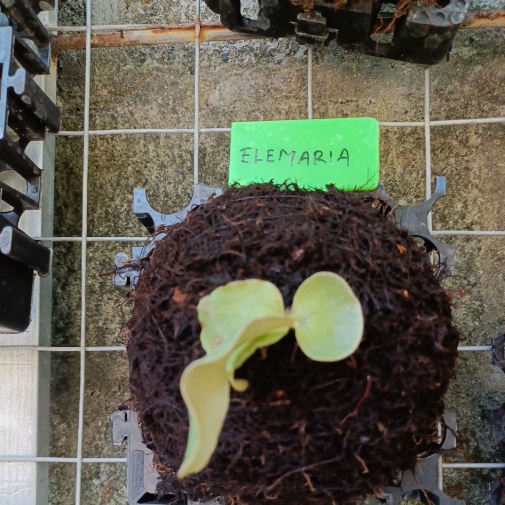 platycerium elemaria hybrid elephant x andinum