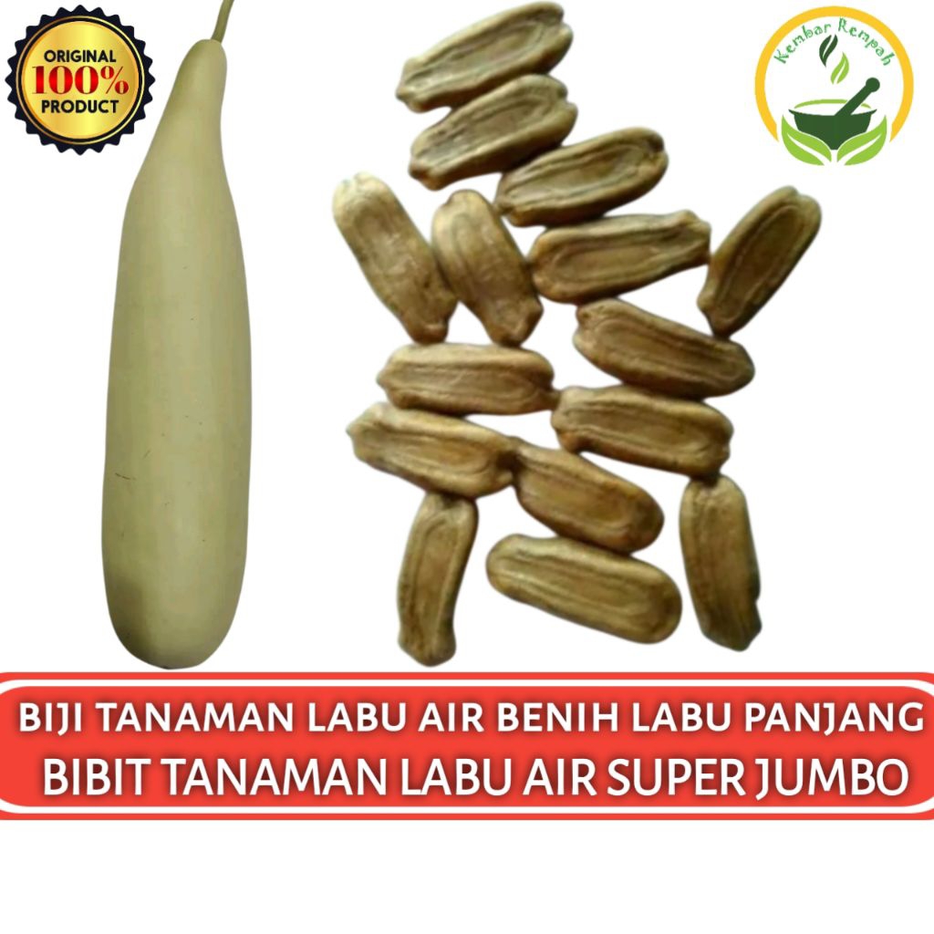 (15 Butir) Biji Benih Labu Sayur Labu Air Labu Panjang Labu Jumbo