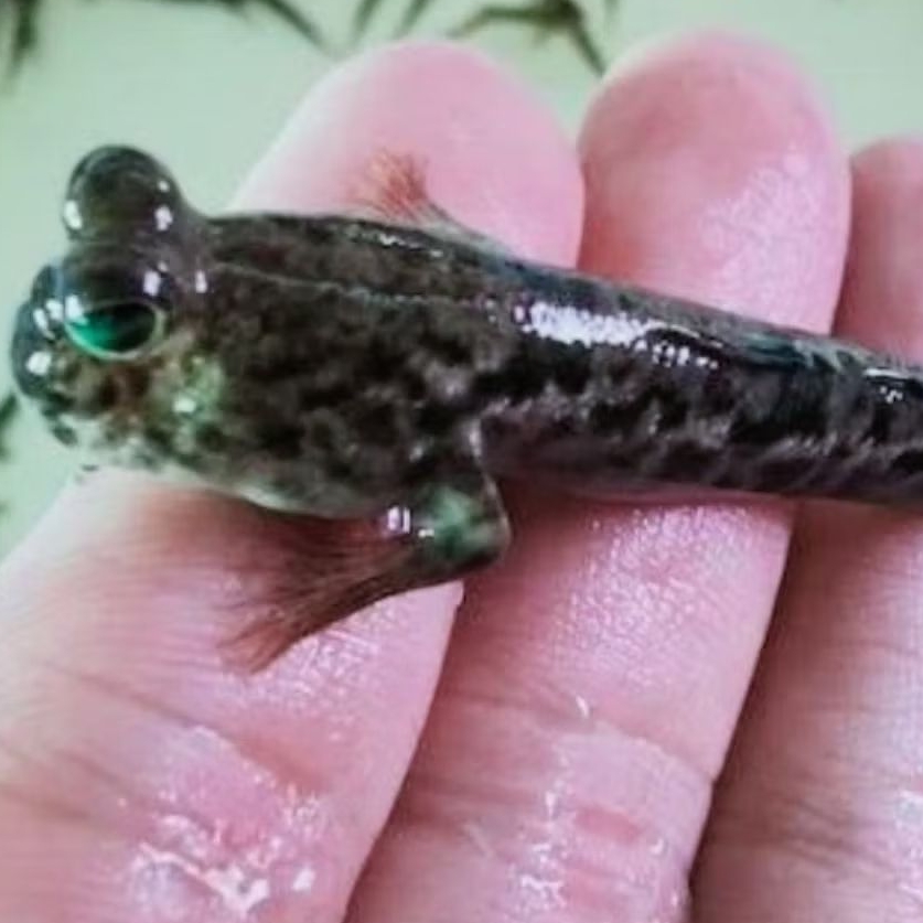 Ikan Lucu | Ikan Unik | Ikan Glodok | Mudskipper | Mudskiper