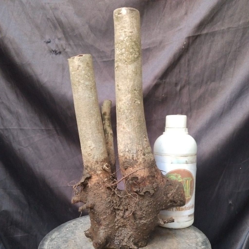 Bahan Bonsai Rukem Pucuk merah dongkelan Small Medium formal The Maxx 30 cm real pick