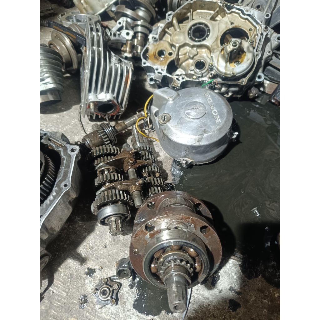 kruk as tiger ori as pendek 62,5