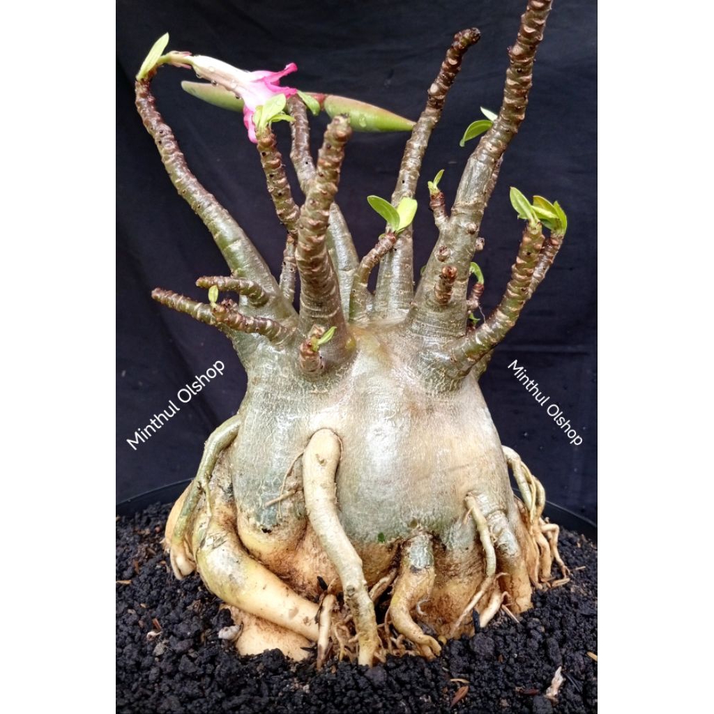 Indukan adenium arabicum karakter size jumbo real pict