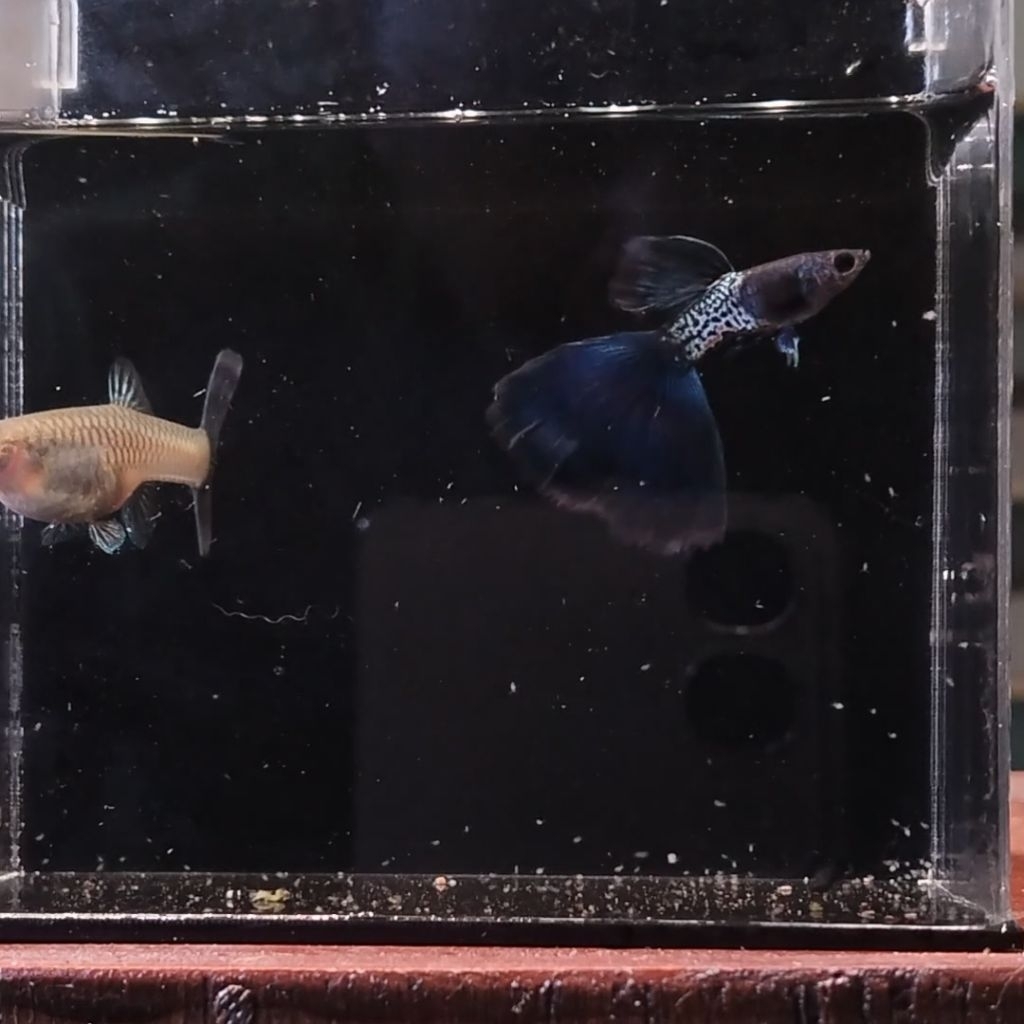 hiasan aquarium guppy sepasang mssbt