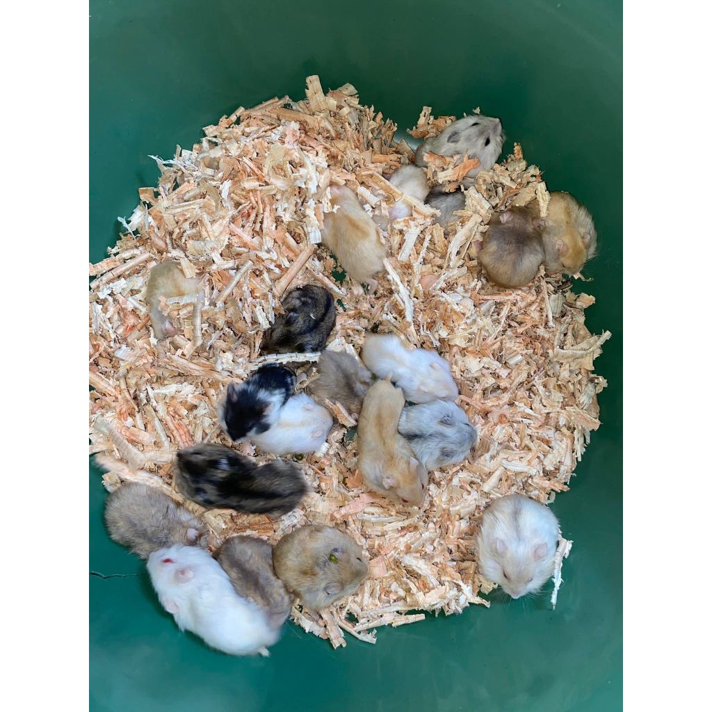 Hamster winter white