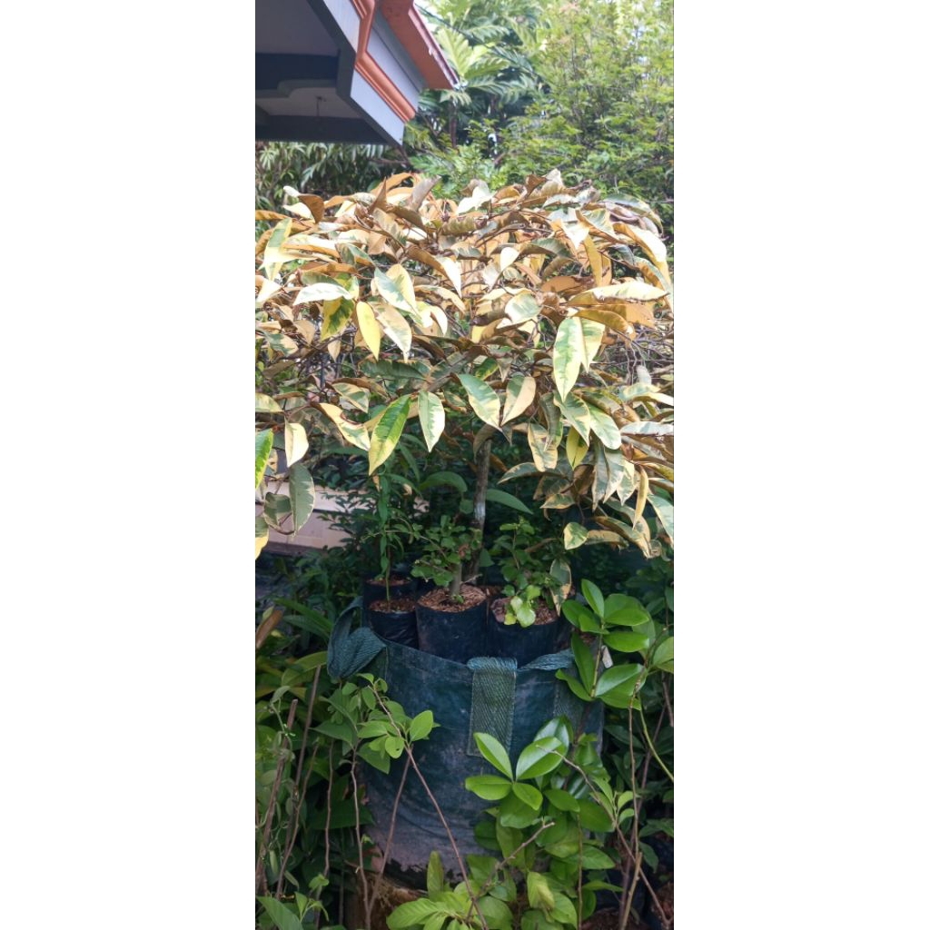 Tanaman Star Apple (Sawo Manila) varietas varigata atau Kenitu Varigata.