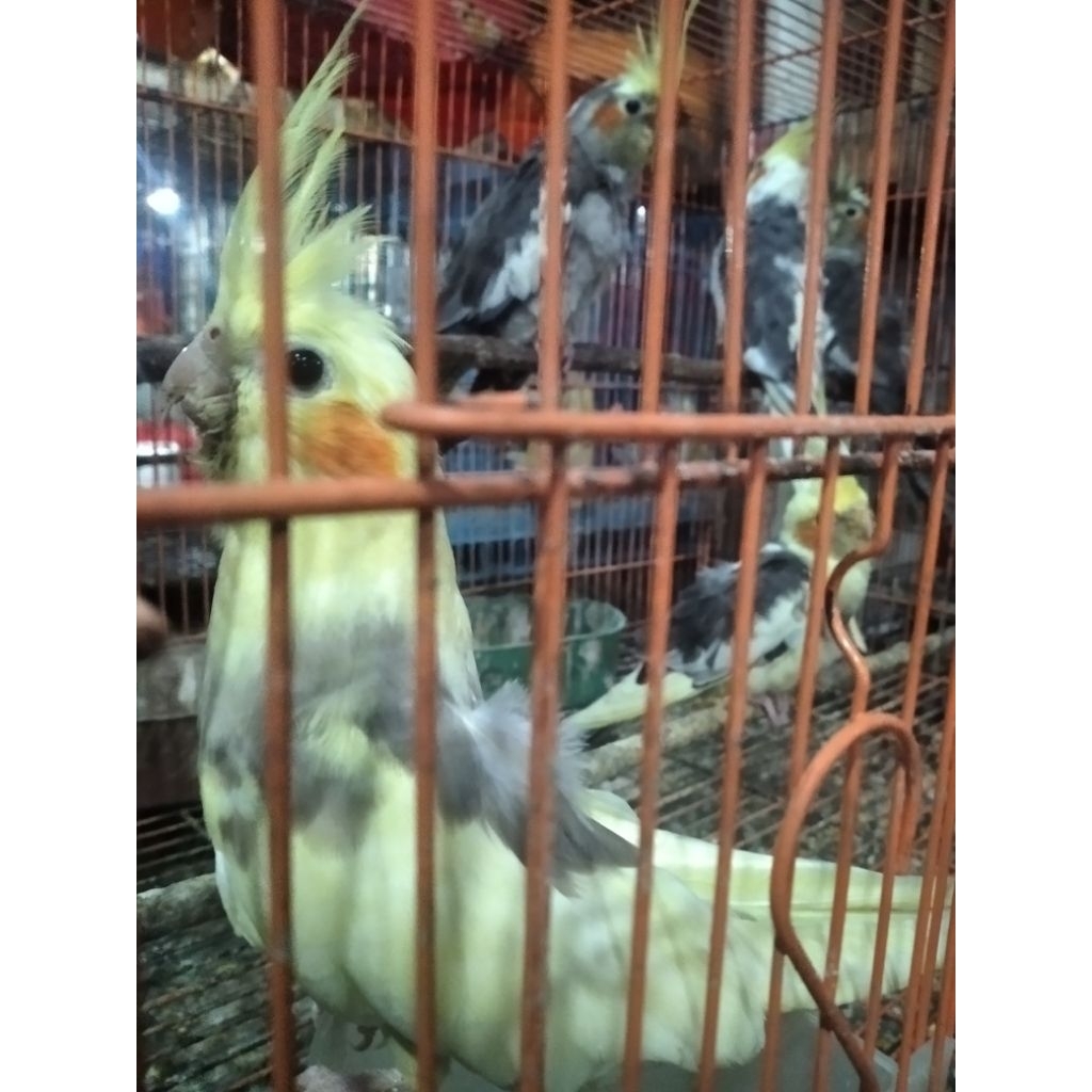 burung falk warna pied