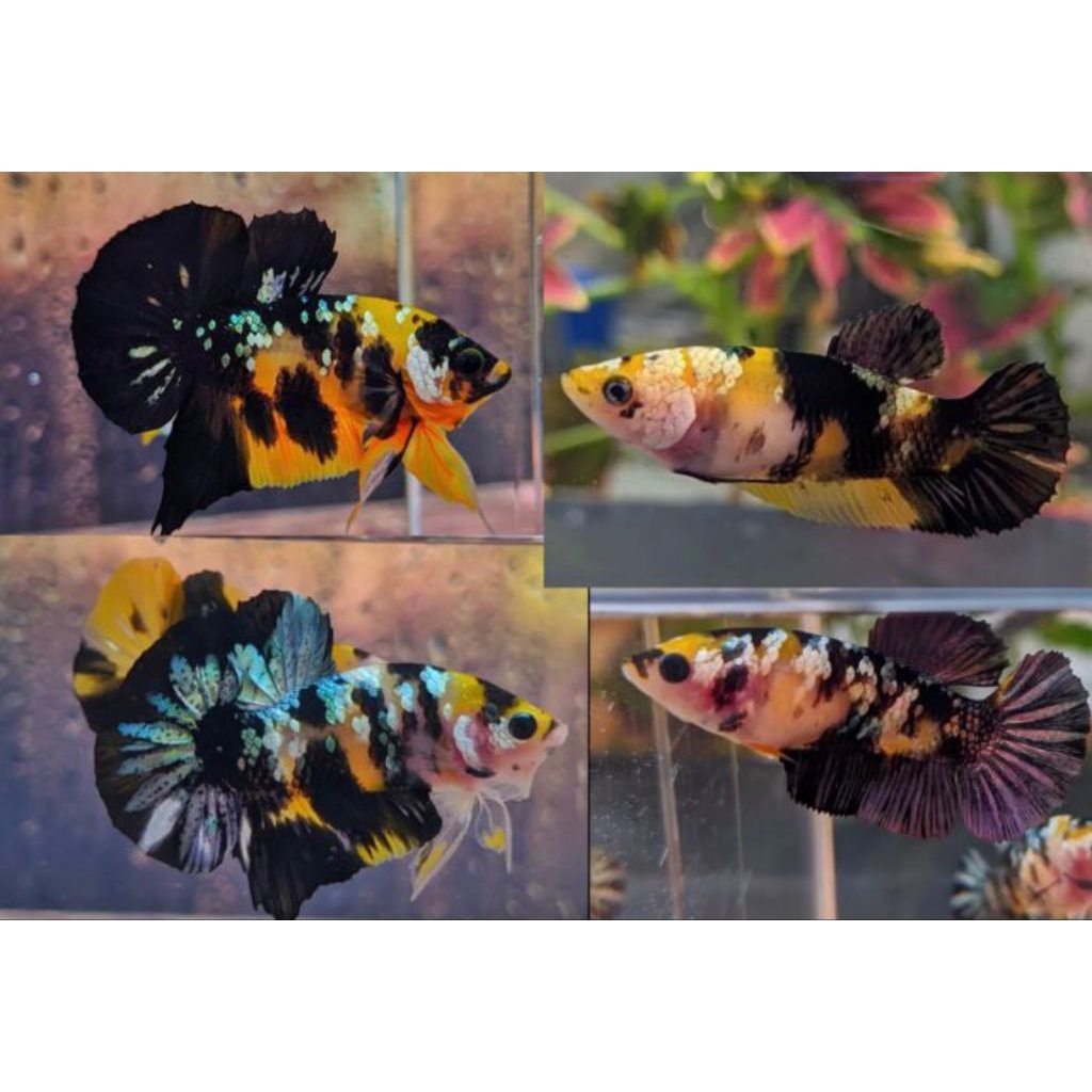 1pasang cupang yellow koi cooper bagus