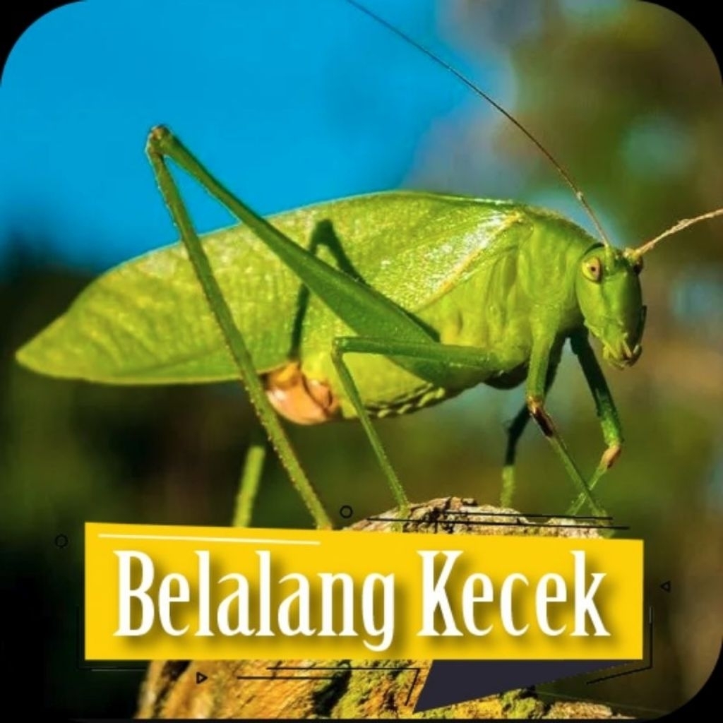 Walang kecek/Masteran Burung Kicau isi 5 Ekor