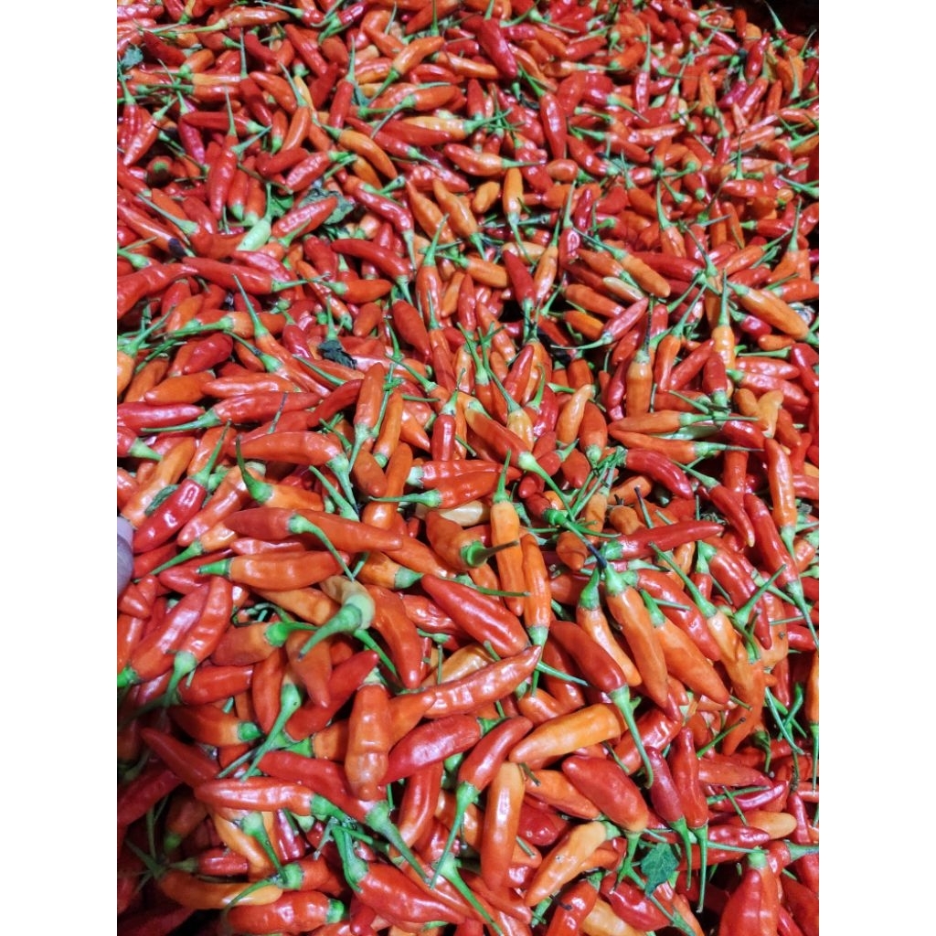 Cabe rawit merah ORI super - cabe rawit sret ori