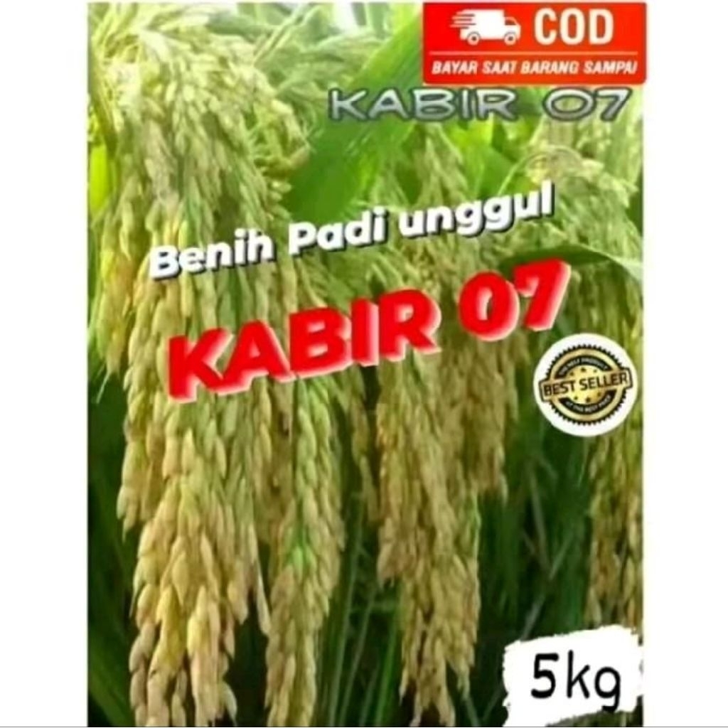 BENIH BIBIT PADI KABIR 07 KEMASAN 5KG