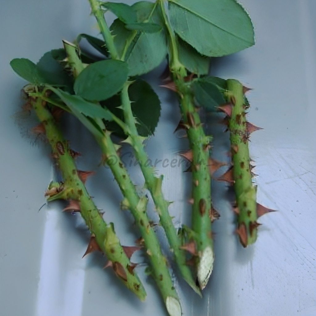 Bibit stek Bunga mawar