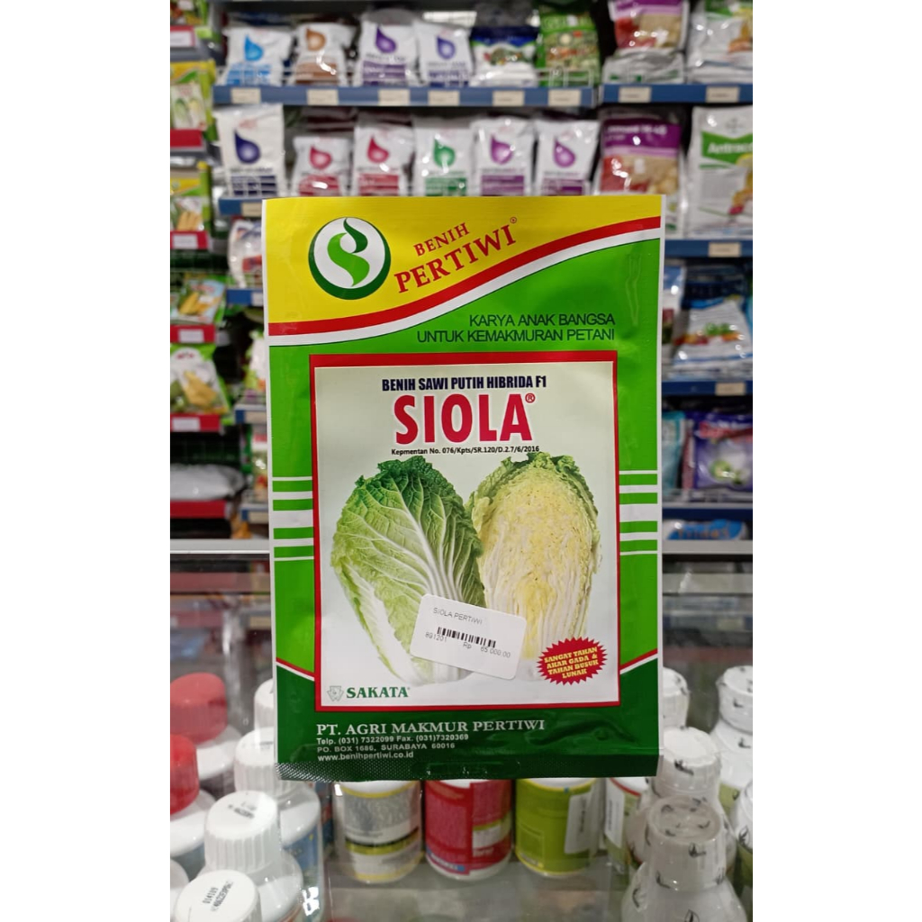 BENIH SAWI PUTIH SIOLA PERTIWI