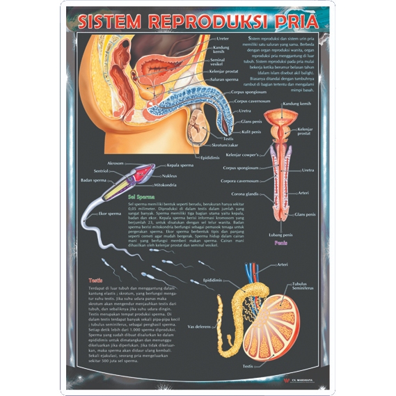 Poster  Sistem Reproduksi Pria