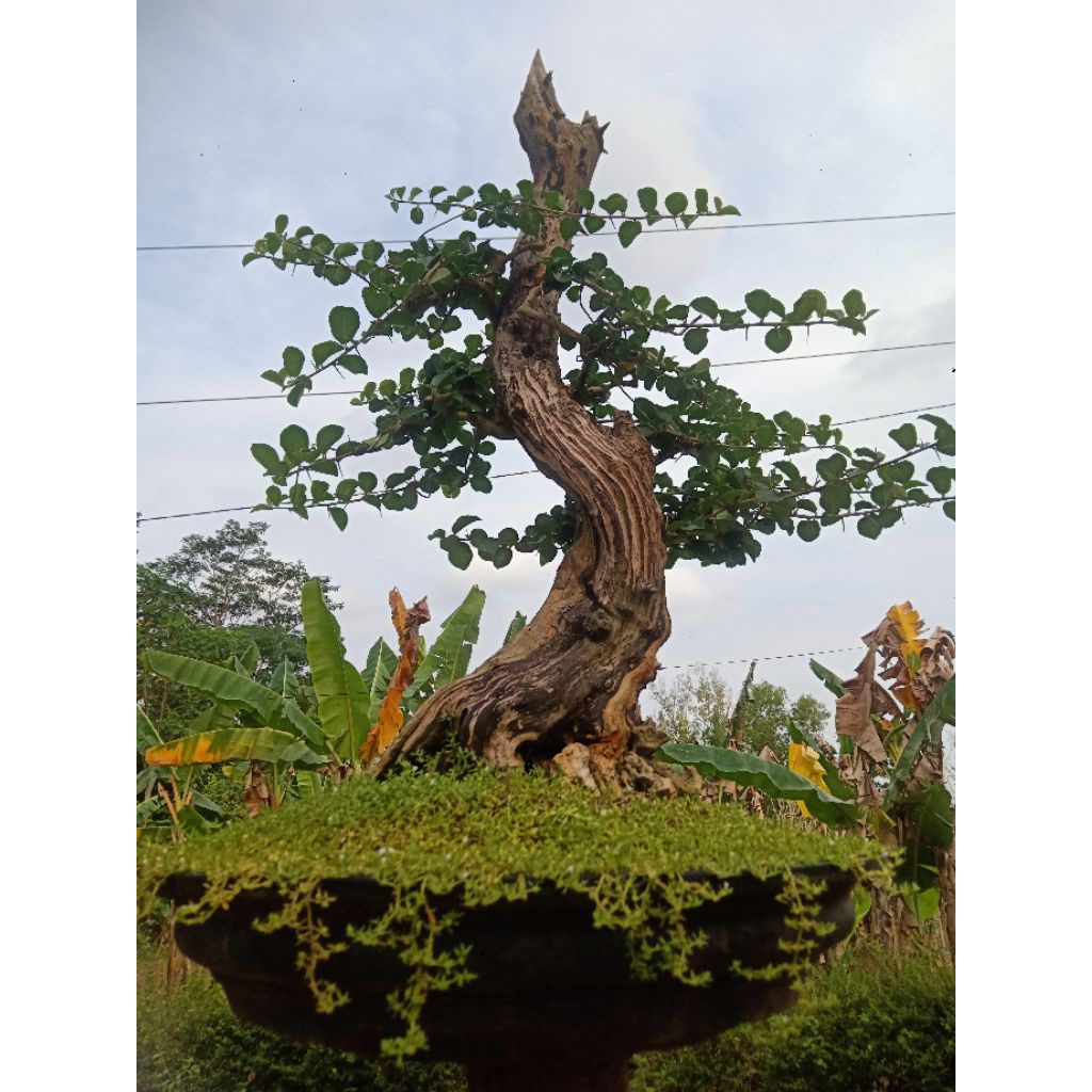 BAHAN BONSAI SISIR KALIAGE NAWANG WULAN