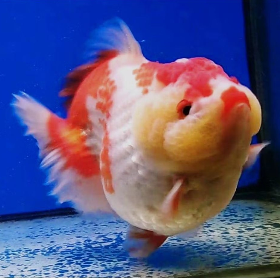 ikan hias maskoki Oranda Redwhite / RW