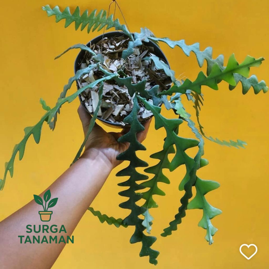 Tanaman bunga wijaya kusuma keris - tanaman wijaya kusuma keris - tanaman bunga