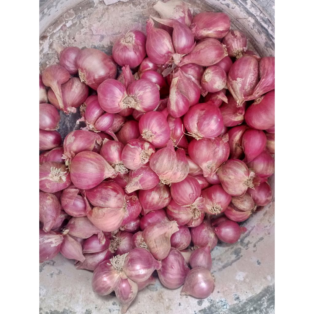 Bawang merah Probolinggo