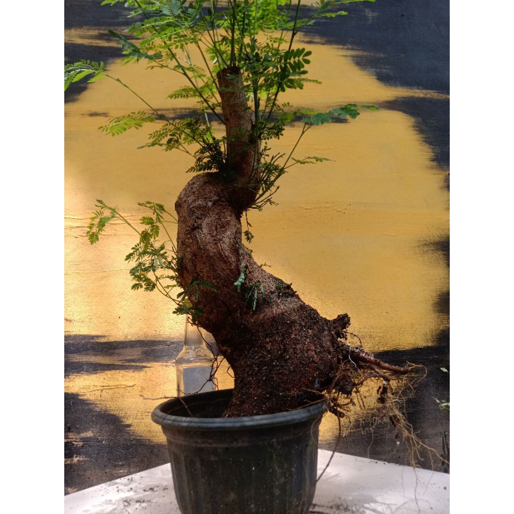 BAHAN BONSAI LAMTORO/PETAI CINA BOGEL