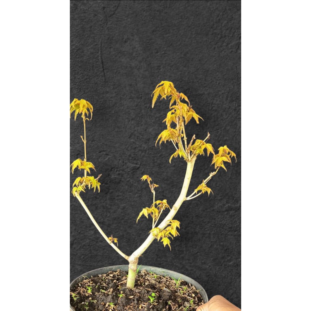 pohon japanese gold maple import