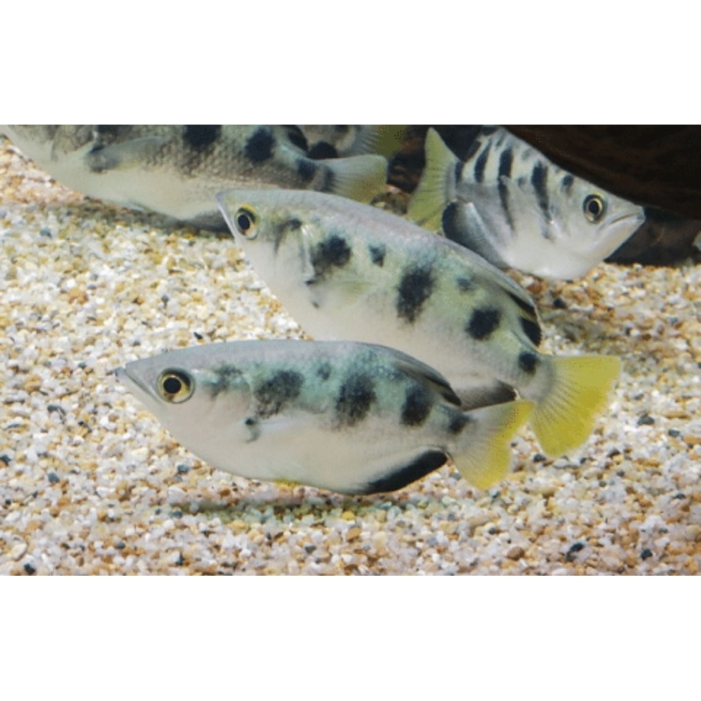Archer Fish air tawar size 10-11cm garansi hidup cod hiasan aquarium