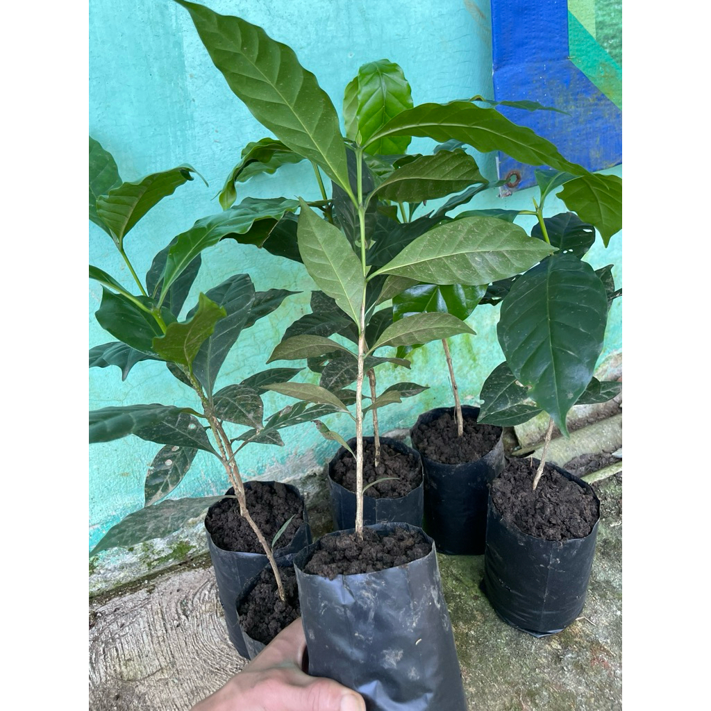 Bibit kopi Arabika unggul,Ateng super,Caturra,Burbon