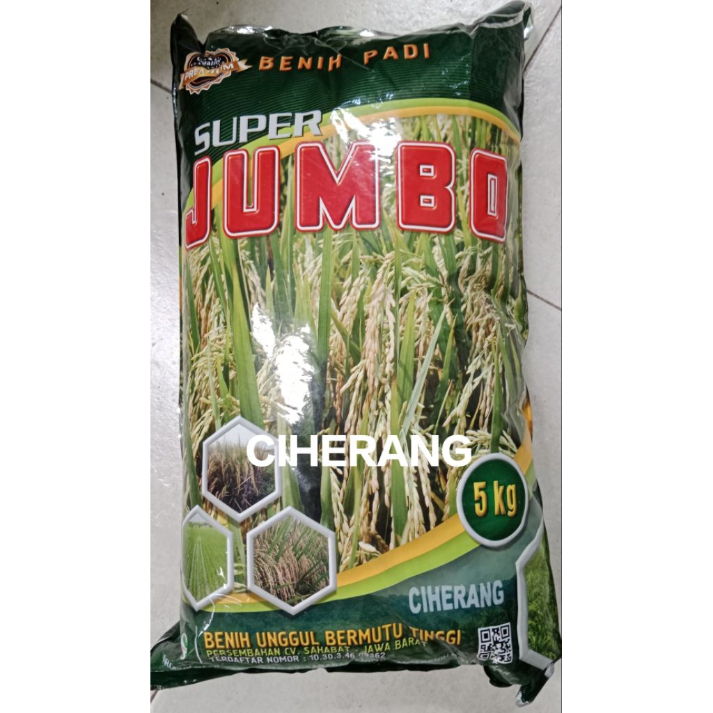 BENIH PADI CIHERANG JUMBO PREMIUM
