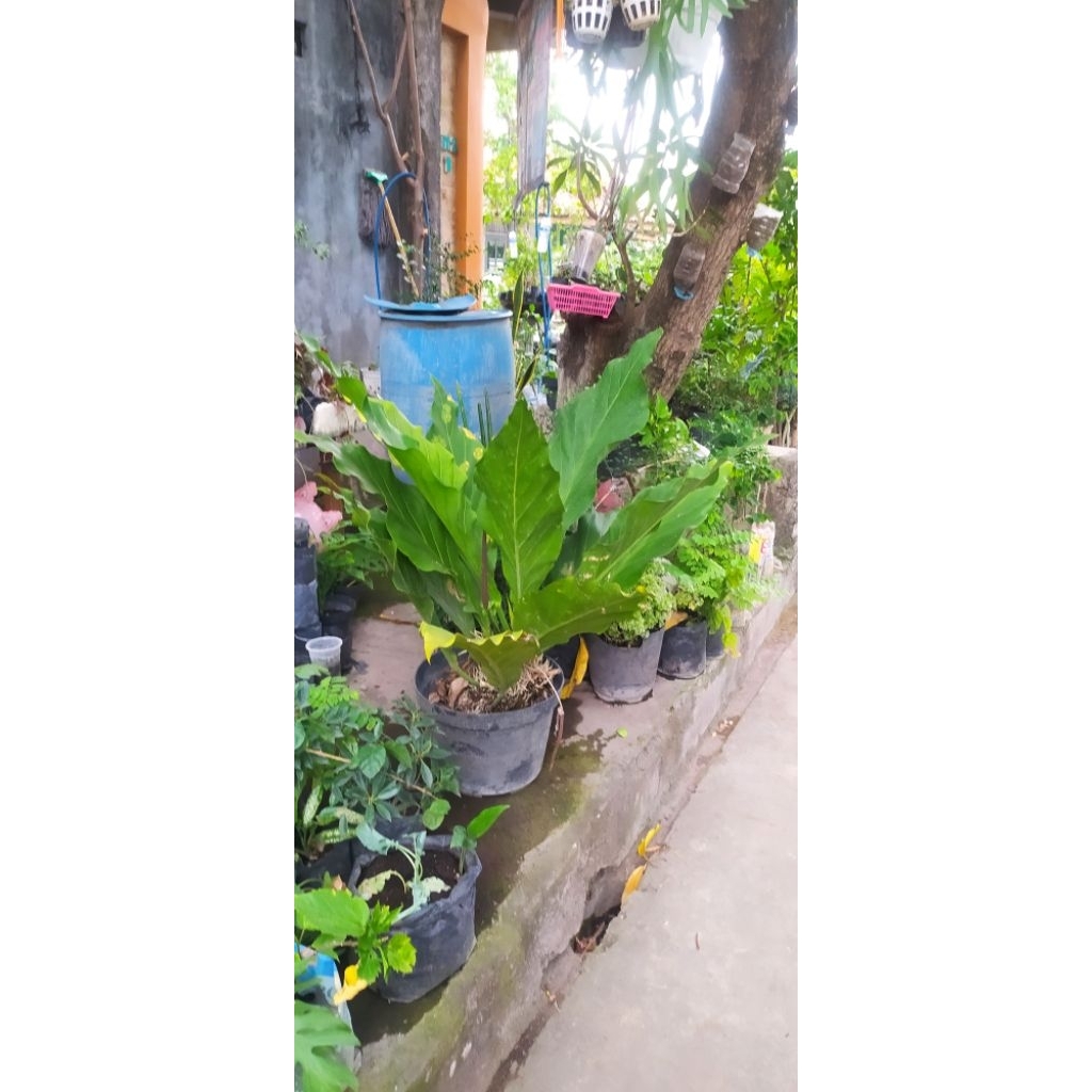 ANTHURIUM GELOMBANG CINTA JUMBO