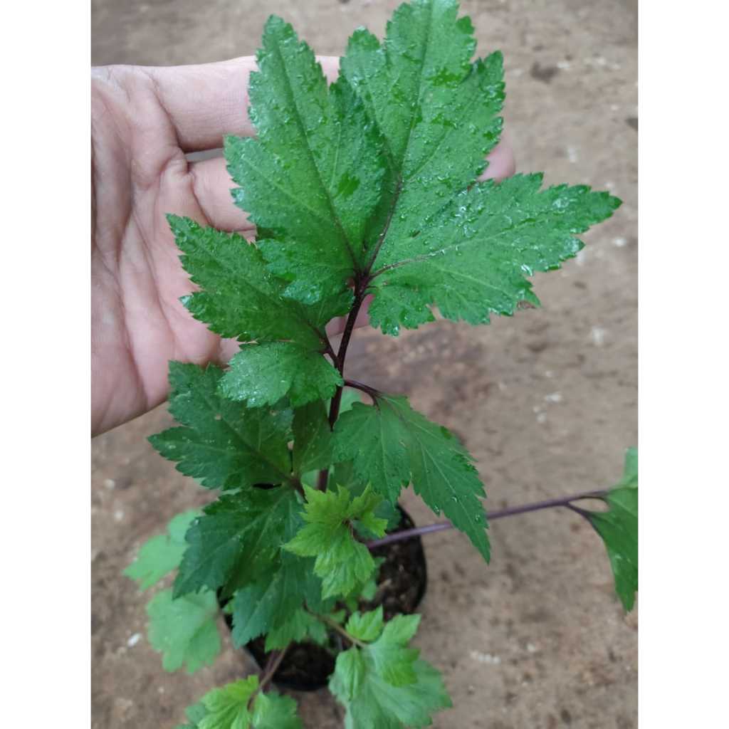 Bibit tanaman herbal purwaceng