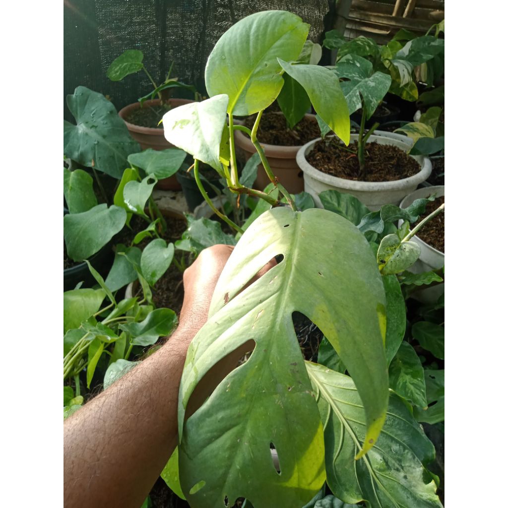 Philo epipremnum cebu blue