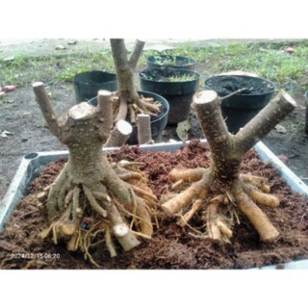 Bahan bonsai anting putri bonggol bagus