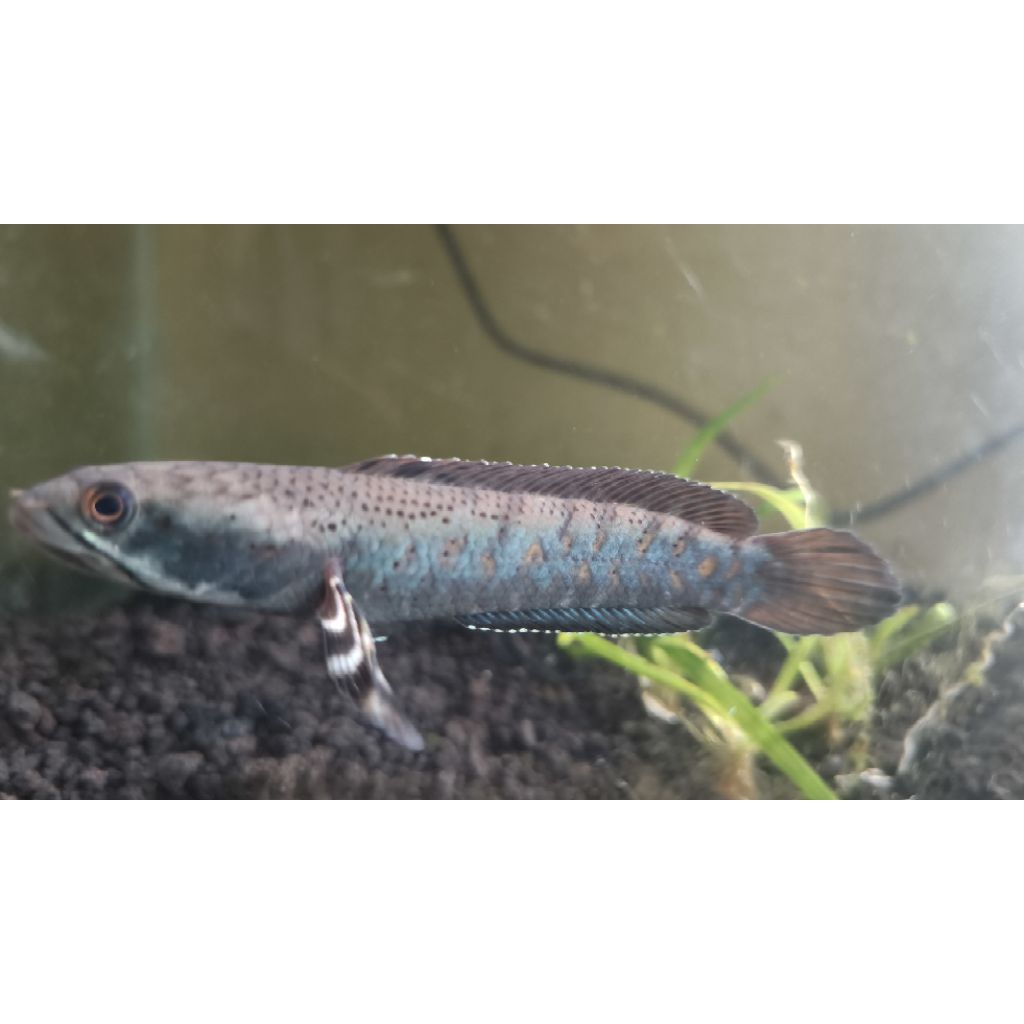 Kardus isi chana blue pulchra 8cm| pengiriman khusuh jawa Timur