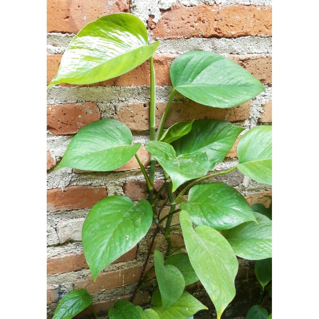 (Ukuran Big/Besar/Jumbo Daun 3-4) Sirih Gading Hijau