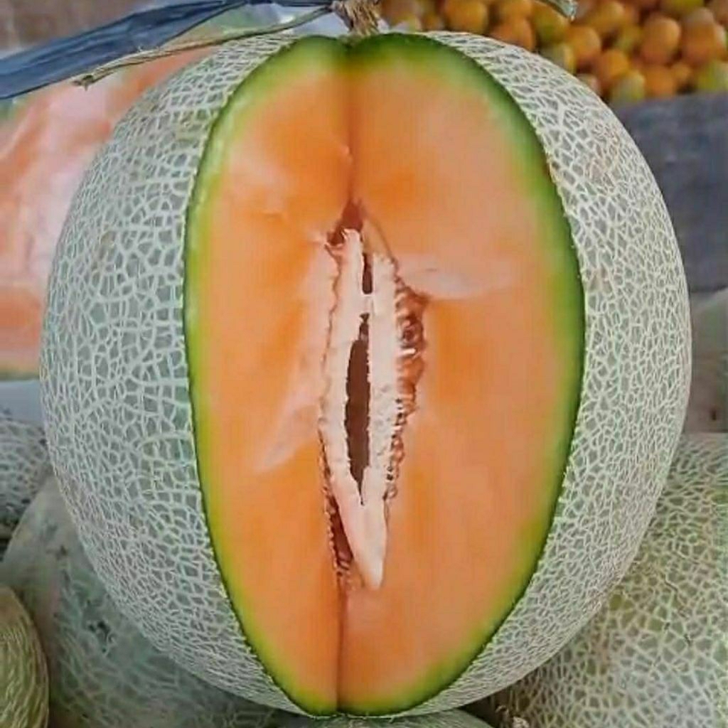 Terlaris benih melon madu manis bibit melon Oren