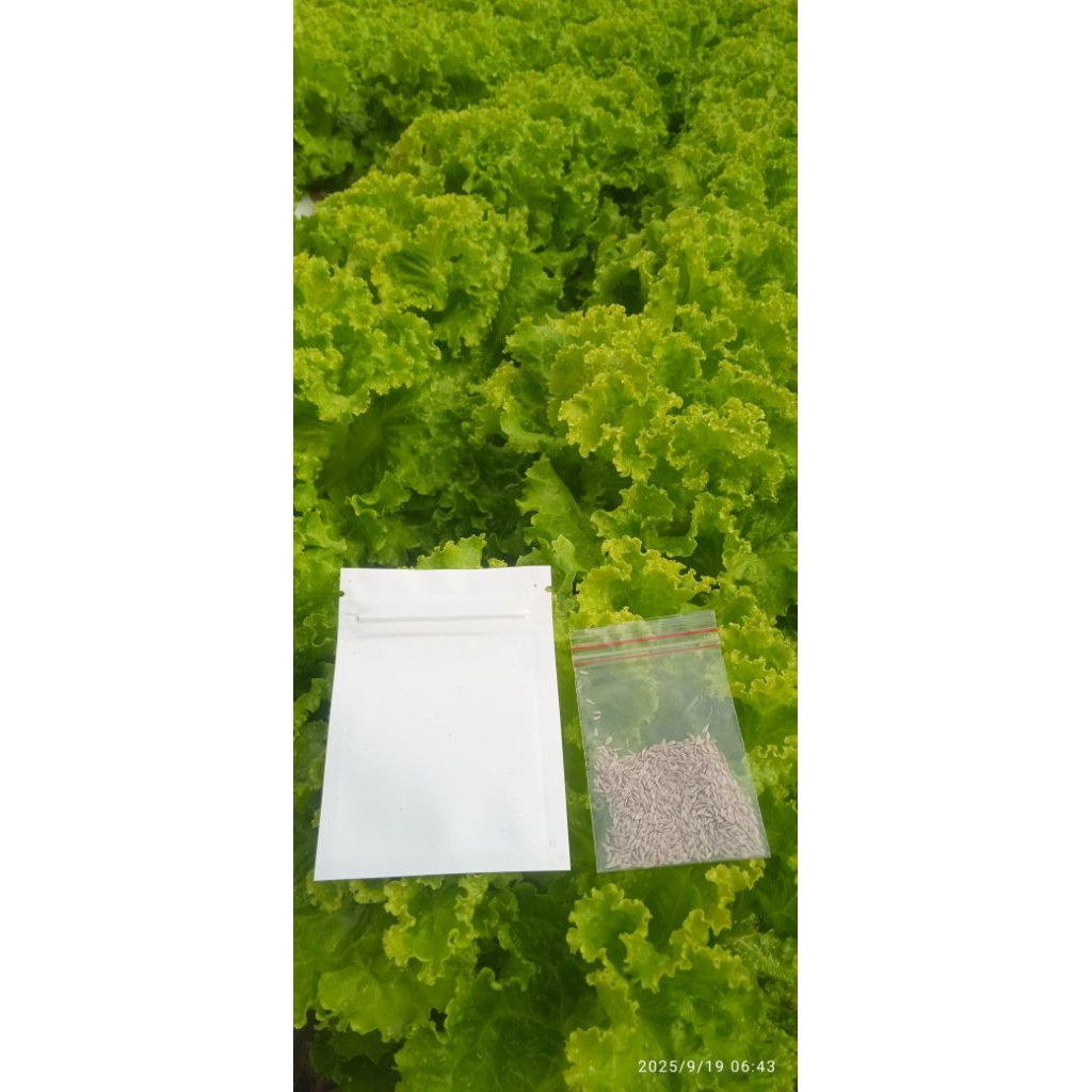 Benih selada batavia Bohemia Junior