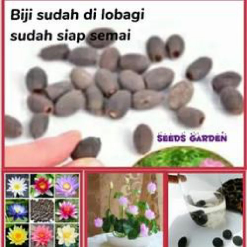 Biji bunga lotus/biji bunga teratai mini/sudah dilubangi