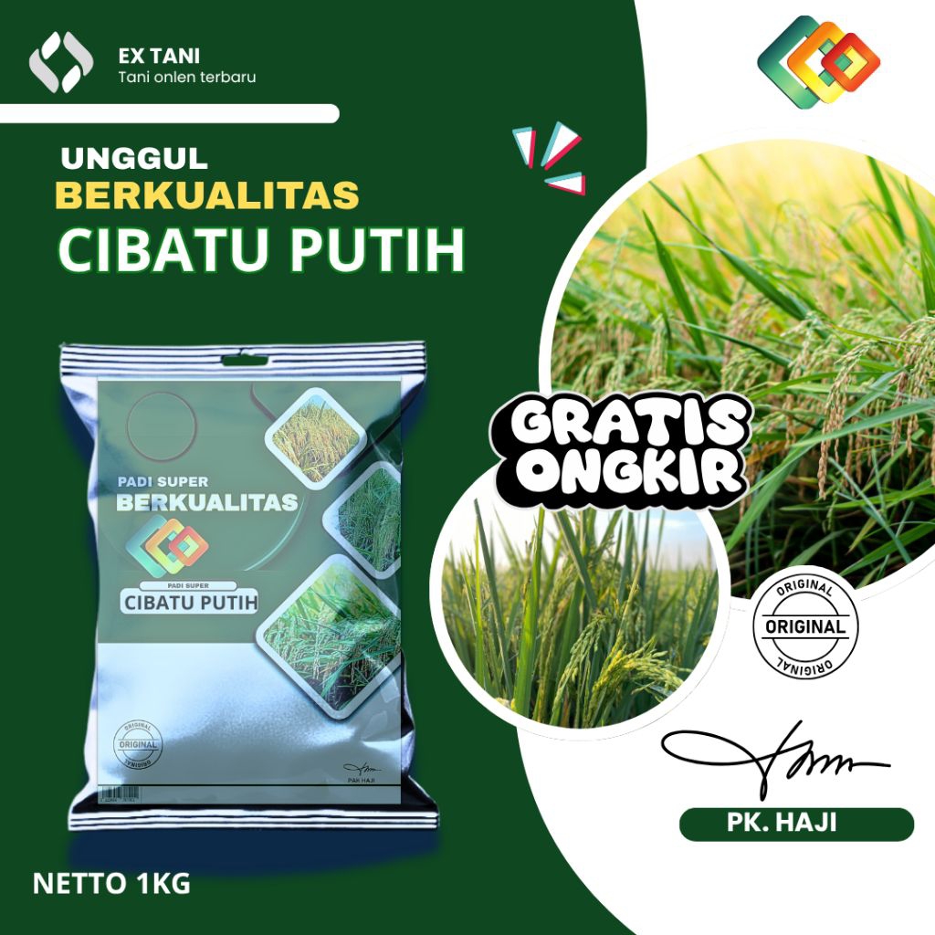BIBIT BENIH PADI CIBATU GENJAH ORIGINAL