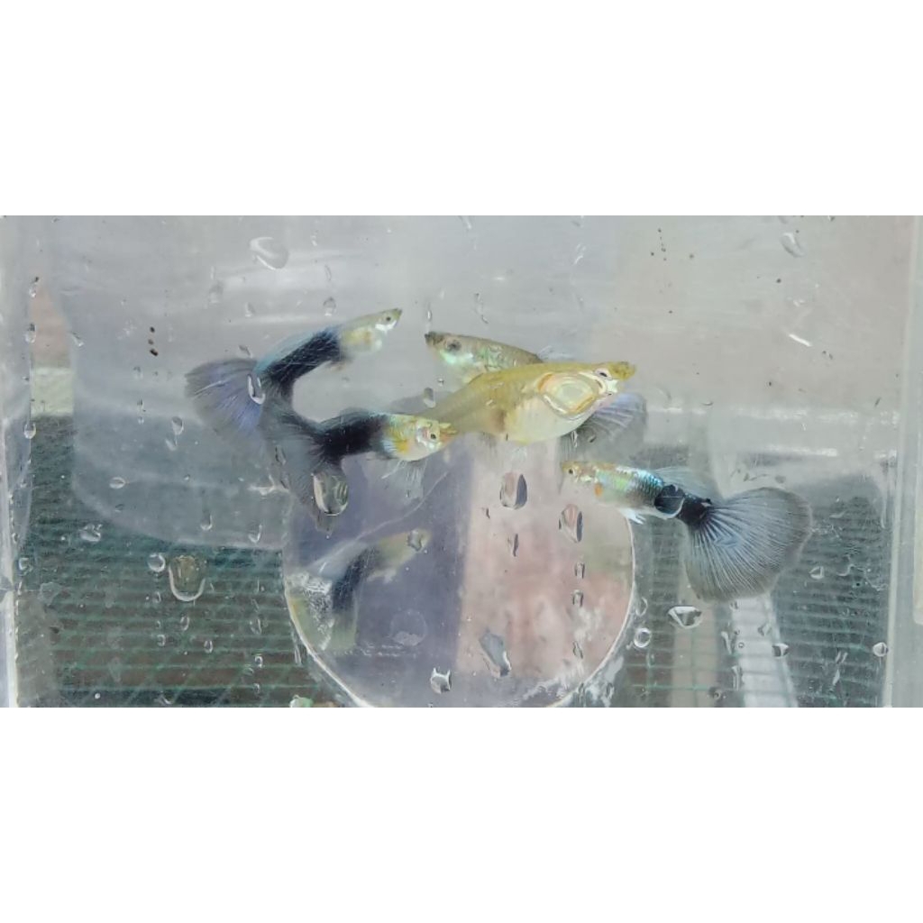 Guppy HB blue Sepasang
