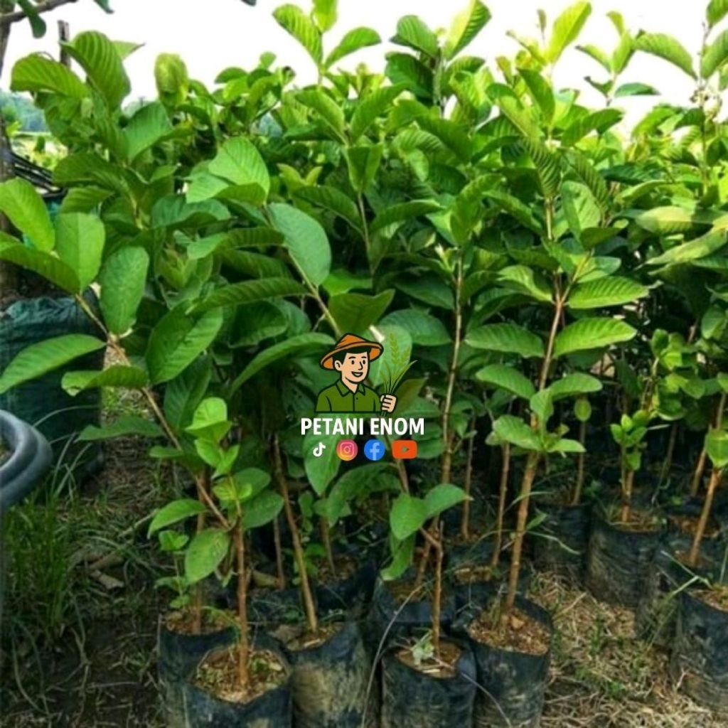 Bibit Buah Jambu Kristal Cangkokan