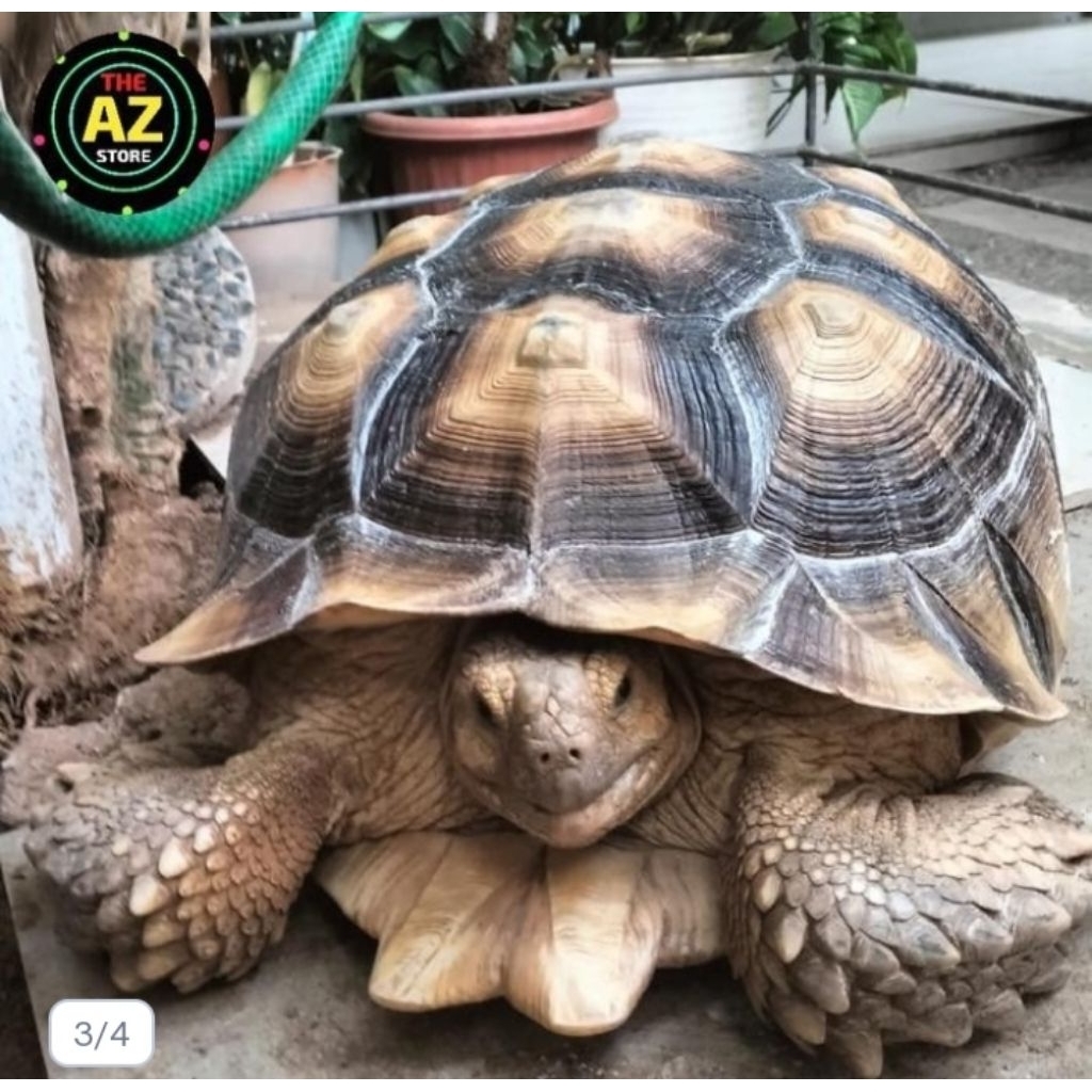 SULCATA JANTAN DEWASA